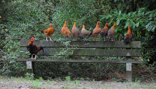 De Spreeuwelse Heide