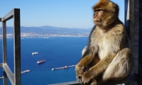 1 dagtrip naar Gibraltar met vertrek vanuit Portimão